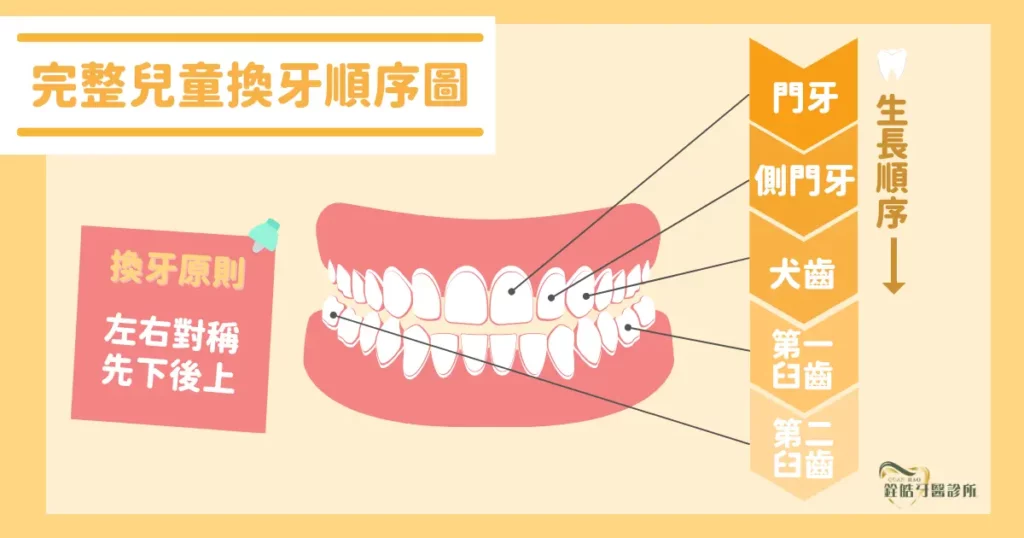 乳牙換牙順序為何？ | 完整兒童換牙順序圖