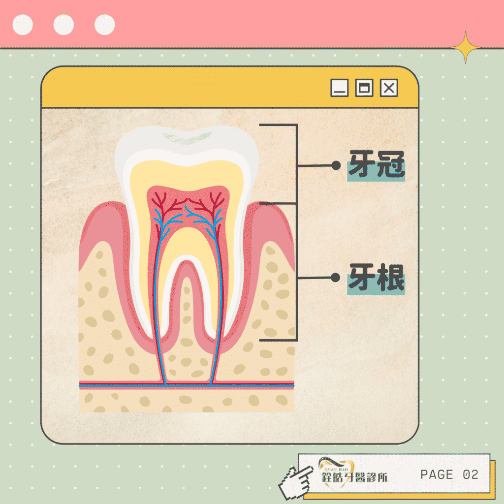 牙齒構造